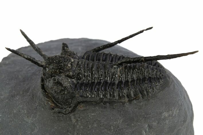 Devil Horned Cyphaspis Walteri Trilobite - Mrakib, Morocco #312261